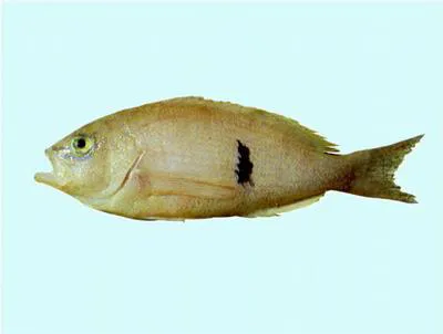 Barber perch (Caesioperca rasor)