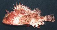 Barbfish (Scorpaena brasiliensis)