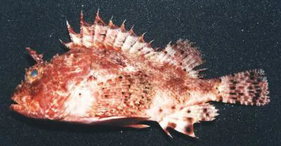 Barbfish (Scorpaena brasiliensis)