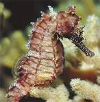 Barbour's seahorse (Hippocampus barbouri)