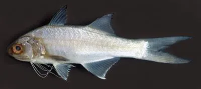 Barbu (Polydactylus virginicus)