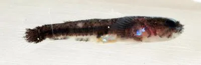 Barbulifer (Barbulifer antennatus)
