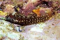 Barcheek blenny (Coralliozetus boehlkei)