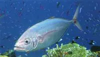 Barcheek trevally (Carangoides plagiotaenia)