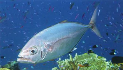 Barcheek trevally (Carangoides plagiotaenia)