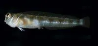 Barchin blenny (Rhabdoblennius rhabdotrachelus)