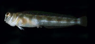 Barchin blenny (Rhabdoblennius rhabdotrachelus)