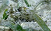 Barchin scorpionfish (Sebastapistes strongia)