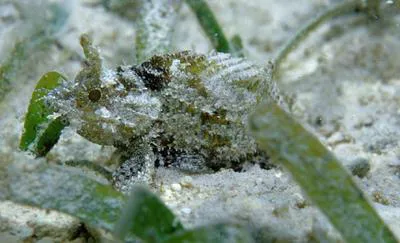 Barchin scorpionfish (Sebastapistes strongia)