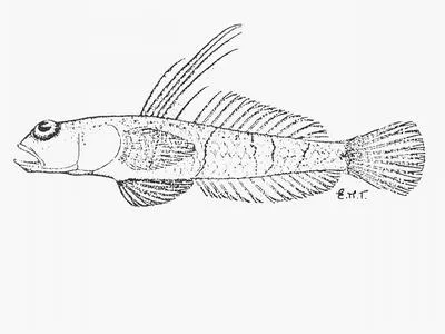 Barebreast goby (Silhouettea sibayi)