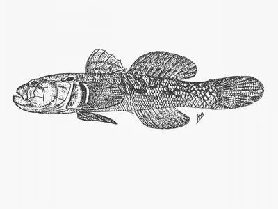 Barehead goby (Caffrogobius nudiceps)