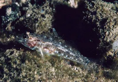 Barenape goby (Fusigobius duospilus)