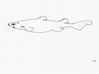 Bareskin dogfish (Centroscyllium kamoharai)