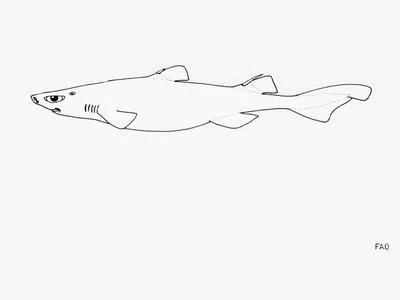 Bareskin dogfish (Centroscyllium kamoharai)