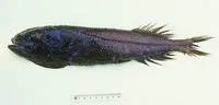 Barethroat slickhead (Asquamiceps hjorti)