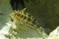Barfin blenny (Malacoctenus versicolor)