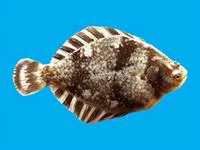 Barfin flounder (Verasper moseri)