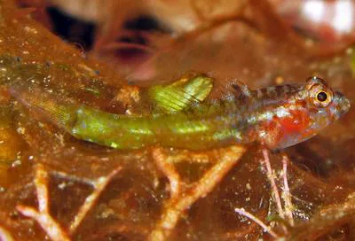 Barfin goby (Coryphopterus alloides)