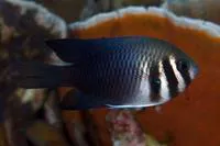 Barhead damsel (Neoglyphidodon thoracotaeniatus)