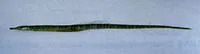 Barhead pipefish (Microphis leiaspis)