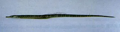 Barhead pipefish (Microphis leiaspis)