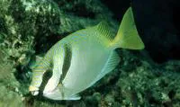 Barhead spinefoot (Siganus virgatus)