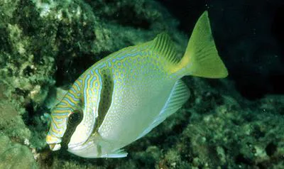 Barhead spinefoot (Siganus virgatus)