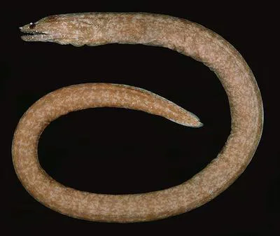 Barlip reef-eel (Uropterygius kamar)