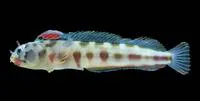 Barnacle blenny (Acanthemblemaria macrospilus)