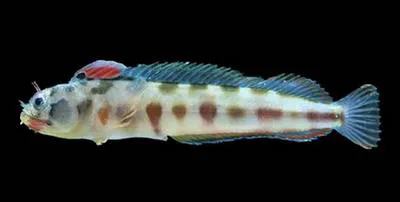 Barnacle blenny (Acanthemblemaria macrospilus)