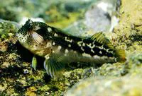 Barnaclebill blenny (Hypsoblennius brevipinnis)
