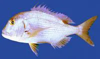 Barnard's dentex (Dentex barnardi)