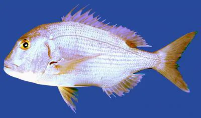 Barnard's dentex (Dentex barnardi)