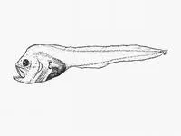 Barnard's dwarf snailfish (Psednos micrurus)