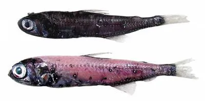 Barnards lanternfishes (Symbolophorus barnardi)
