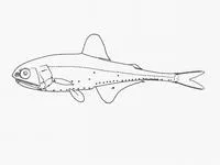 Barne's lanternfish (Gonichthys barnesi)