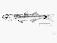 Barnes' silverside (Hypoatherina barnesi)