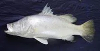 Barramundi (Lates calcarifer)