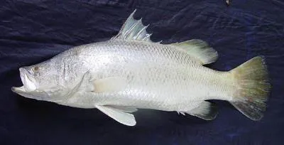 Barramundi (Lates calcarifer)