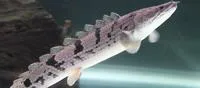 Barred bichir (Polypterus delhezi)