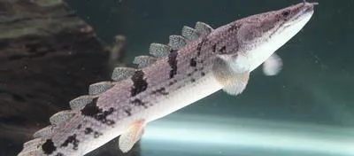 Barred bichir (Polypterus delhezi)