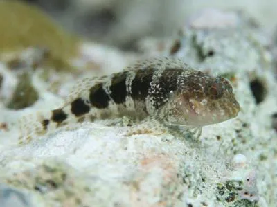 Barred blenny (Hypleurochilus bermudensis)