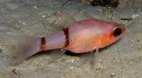 Barred cardinalfish (Apogon binotatus)