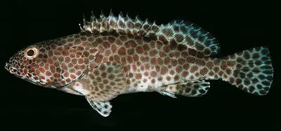 Barred-chest grouper (Epinephelus faveatus)