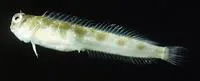 Barred-chin blenny (Rhabdoblennius nitidus)