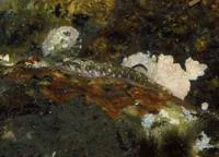 Barred clingfish (Tomicodon fasciatus)