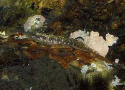 Barred clingfish (Tomicodon fasciatus)