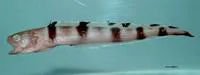 Barred cusk-eel (Lepophidium staurophor)