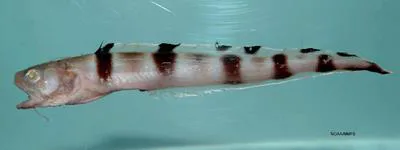 Barred cusk-eel (Lepophidium staurophor)