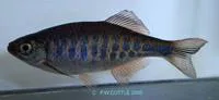 Barred danio (Devario pathirana)